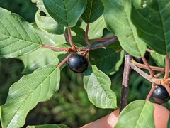 Frangula alnus