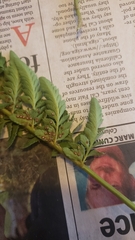 Polystichum californicum