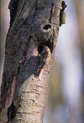 Certhia brachydactyla
