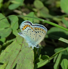 Plebejus