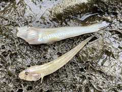 Acanthogobius flavimanus