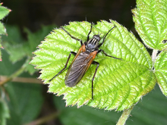Empis tessellata