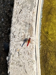 Crocothemis erythraea