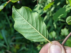 Frangula alnus