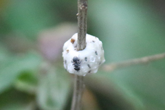 Formicidae