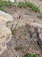 Juncus drummondii