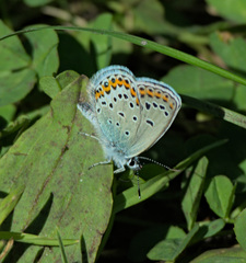 Plebejus