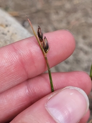 Juncus drummondii