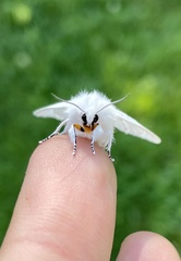 Spilosoma