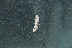 Eupithecia centaureata