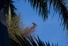 Thraupis palmarum