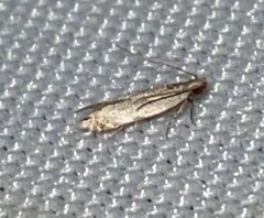 Battaristis nigratomella