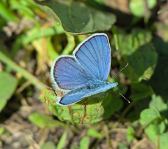 Plebejus