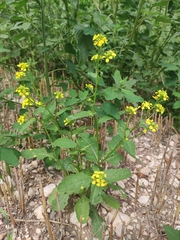 Rhamphospermum arvense