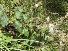 Eriocapitella vitifolia