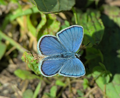 Plebejus