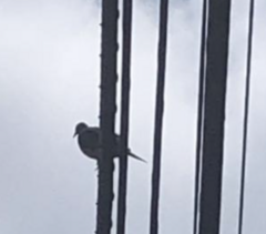 Zenaida macroura carolinensis