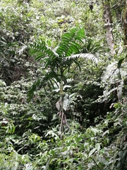 Chamaedorea linearis