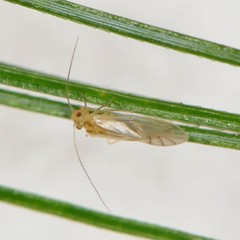 Caeciliusidae