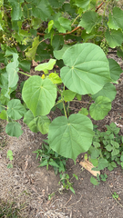 Abutilon theophrasti
