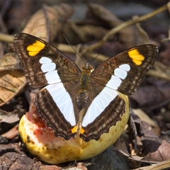 Adelpha serpa