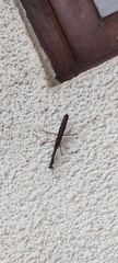 Statilia maculata