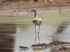 Recurvirostra americana