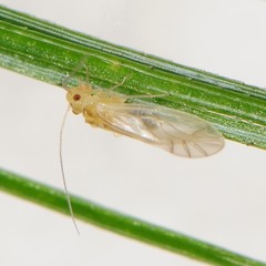 Caeciliusidae