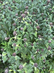Monarda fistulosa