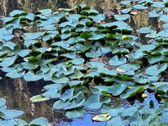 Nuphar polysepala