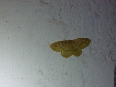 Lambdina fiscellaria