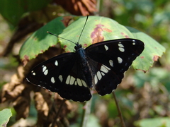 Limenitis reducta