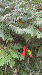 Rhus typhina