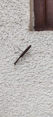 Statilia maculata