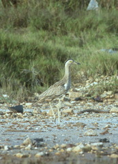 Burhinus