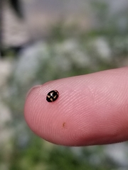 Hyperaspis trifurcata