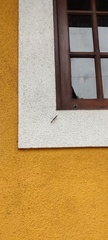 Statilia maculata