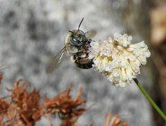 Anthophora urbana
