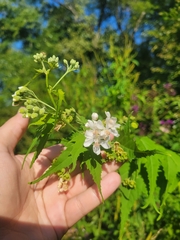 Ripariosida hermaphrodita