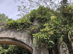 Hydrangea integrifolia