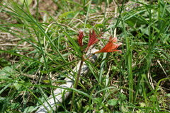 Lycoris sanguinea