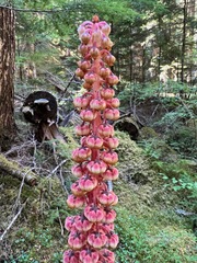 Pterospora andromedea