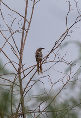 Toxostoma longirostre