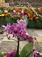 Phalaenopsis