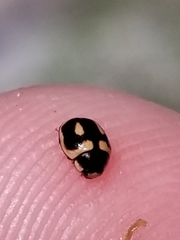 Hyperaspis trifurcata