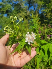 Ripariosida hermaphrodita
