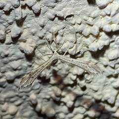 Paraplatyptilia