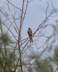 Toxostoma longirostre