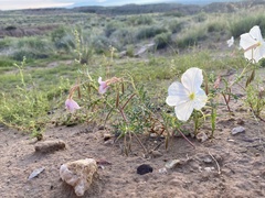 Oenothera pallida