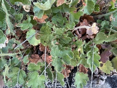 Heuchera cylindrica